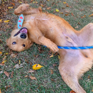 Foto de Scooby