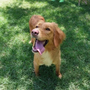 Foto de Toby