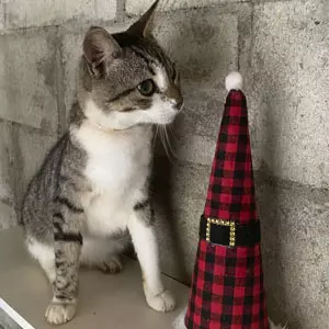 Foto de Rockie