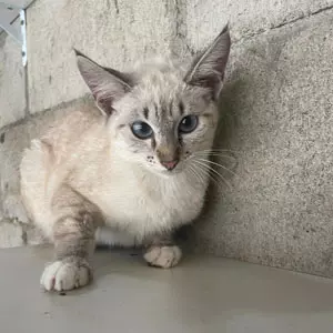 Foto de Lindinha